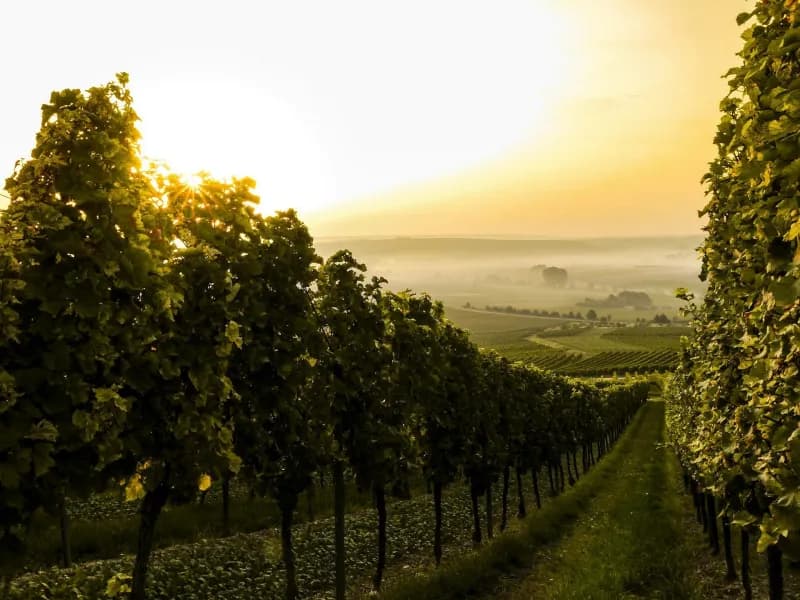 Od jednoho hektaru k rodinnému vinařství